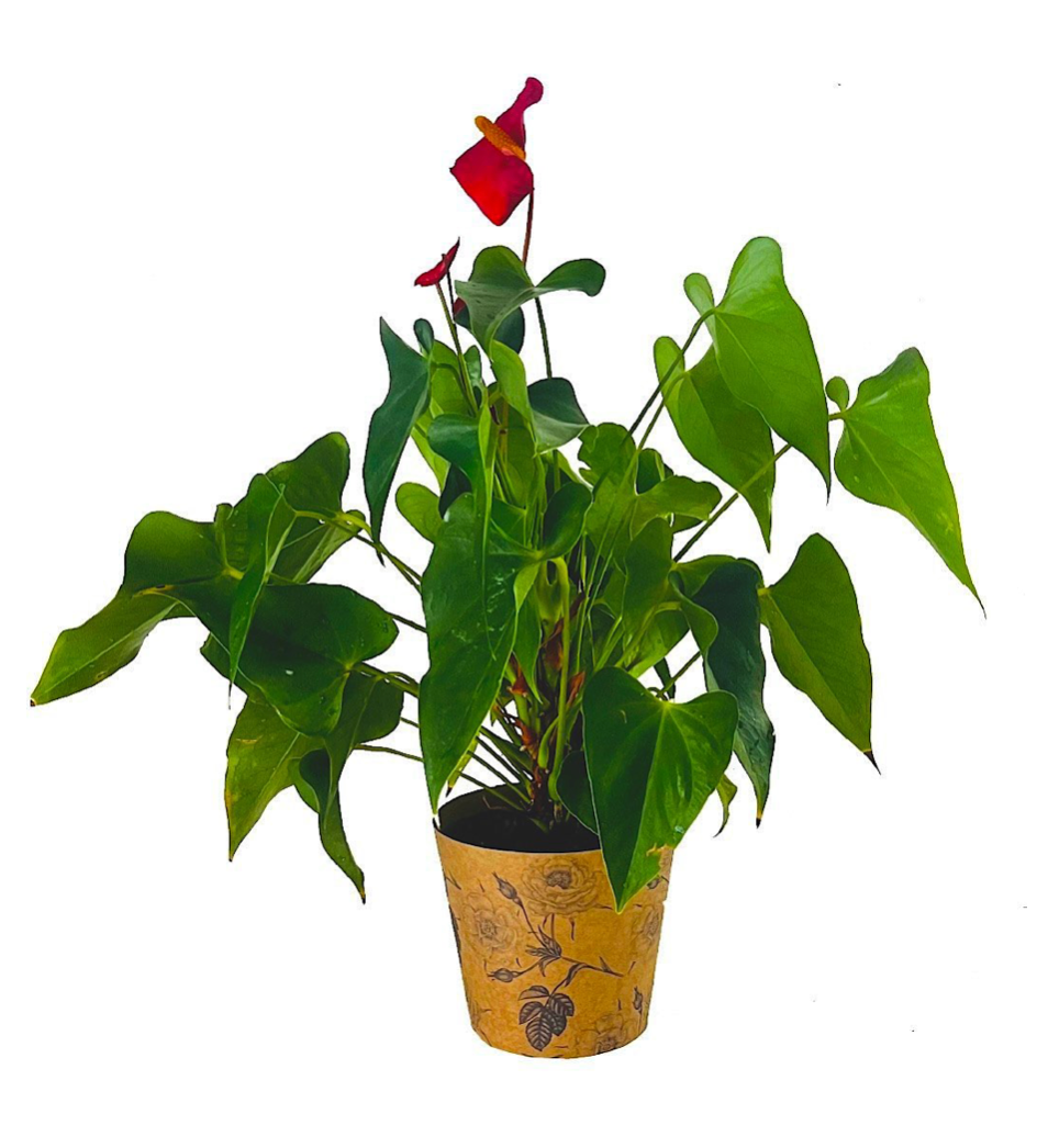 Rose Print Kraft Pot Cover For Plants (pack of 20)