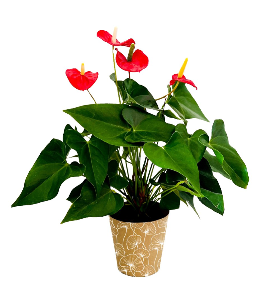 Ginkgo Biloba Print Kraft Pot Cover For Plants (pack of 20)