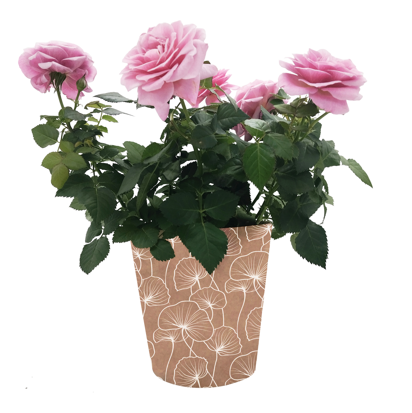 Ginkgo Biloba Print Kraft Pot Cover For Plants (pack of 20)