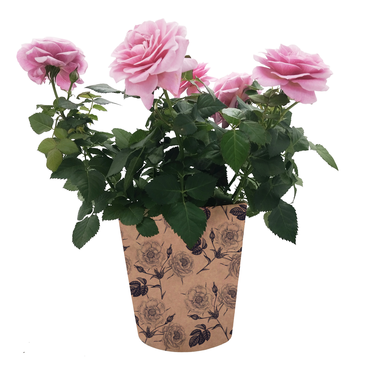 Rose Print Kraft Pot Cover For Plants (pack of 20)