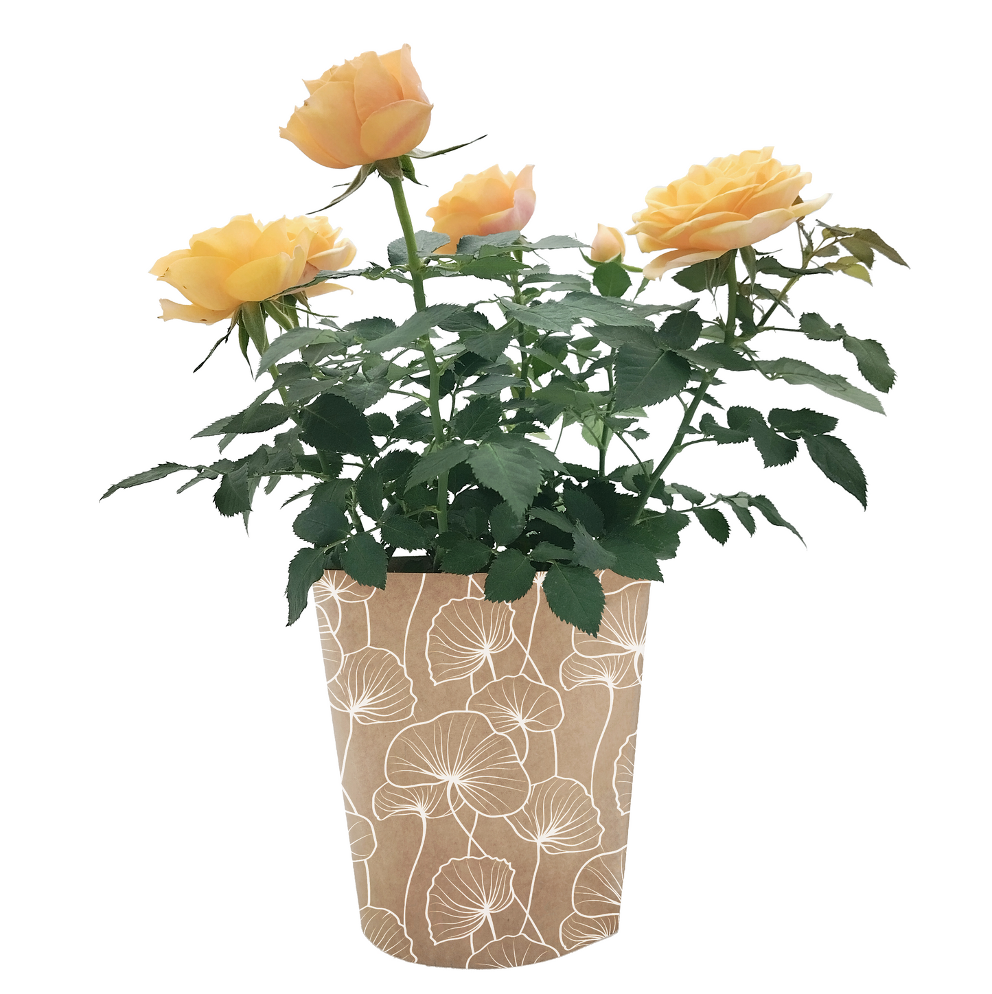 Ginkgo Biloba Print Kraft Pot Cover For Plants (pack of 20)