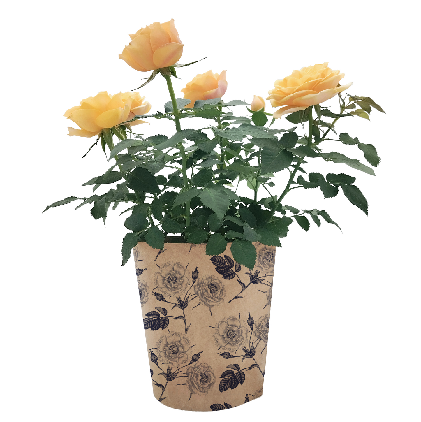 Rose Print Kraft Pot Cover For Plants (pack of 20)