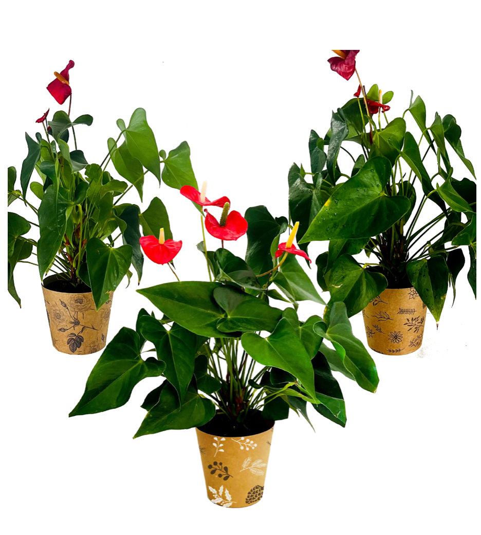 Kraft Pot Covers For Plants