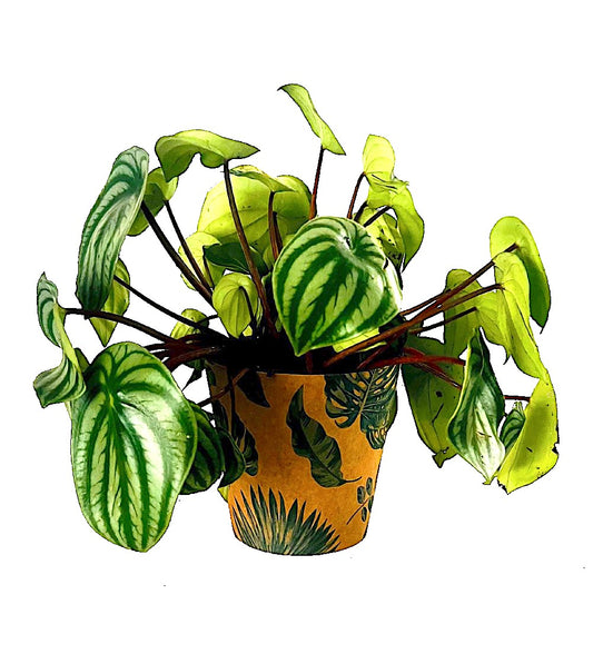 Botanical Print Kraft Pot Cover For Plants (pack of 20)