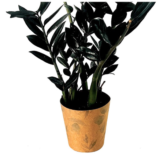 Eucalyptus Print Kraft Pot Cover For Plants (pack of 20)