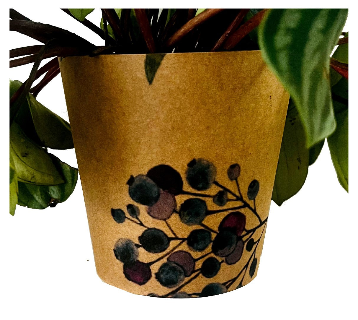 Fynbos Print Kraft Pot Cover For Plants (pack of 20)