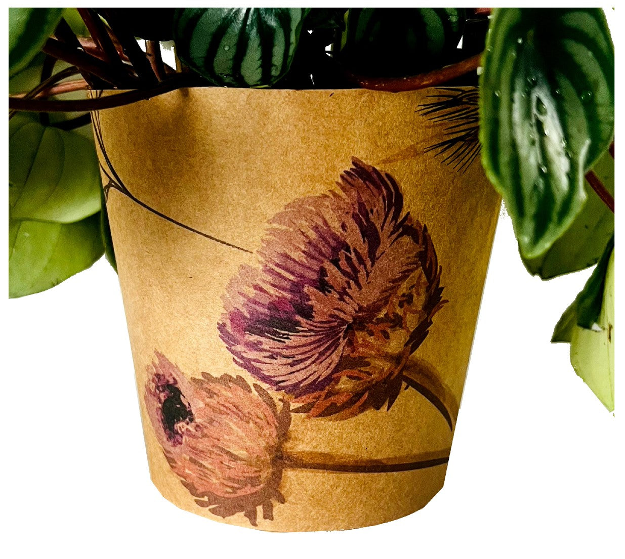 Meadow Print Kraft Pot Cover For Plants (pack of 20)