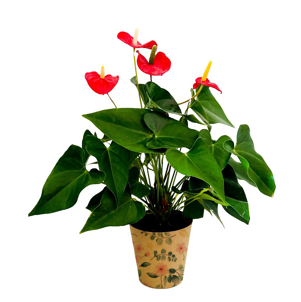 Eucalyptus Flower Print Kraft Pot Cover For Plants (pack of 20)