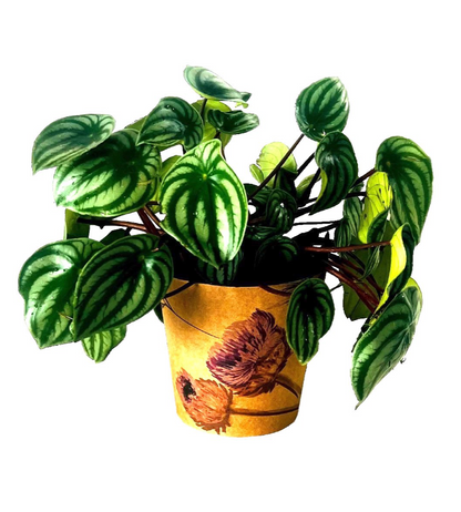 Meadow Print Kraft Pot Cover For Plants (pack of 20)