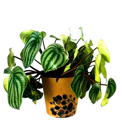 Fynbos Print Kraft Pot Cover For Plants (pack of 20)