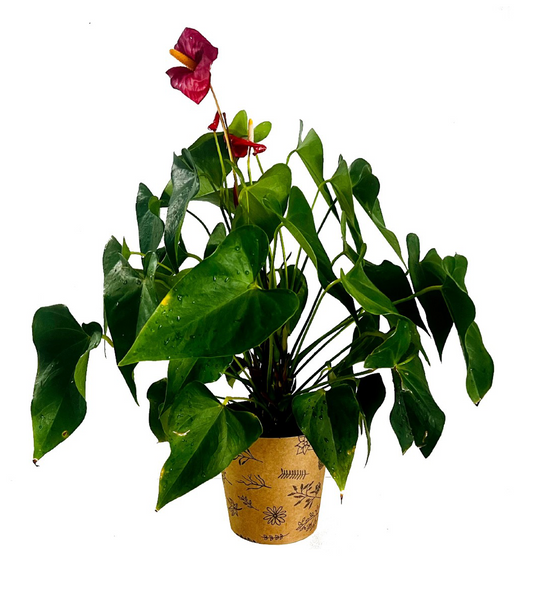 Wildflower Print Kraft Pot Cover For Plants (pack of 20)