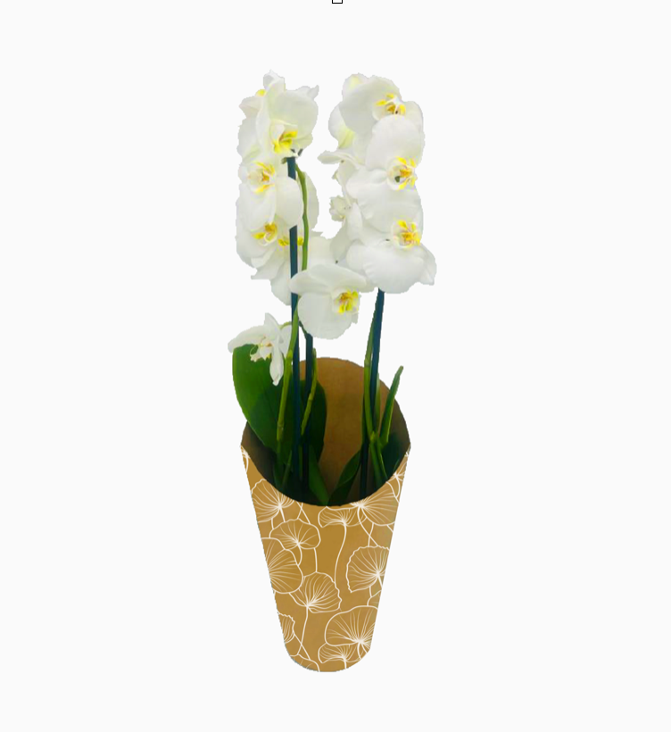 Ginkgo Biloba Print Kraft Orchid Pot Cover Drop-In Sleeve (Pack of 20) (R10.29ea)