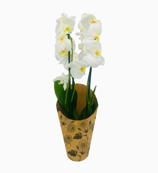 Rose Print Kraft Orchid Pot Cover Drop-In Sleeve (Pack of 20) (R10.29ea)