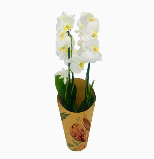 Protea Print Kraft Orchid Pot Cover Drop-In Sleeve (Pack of 20) (R10.29ea)