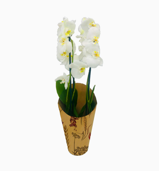 Meadow Print Kraft Orchid Pot Cover Drop-In Sleeve (Pack of 20) (R10.29ea)