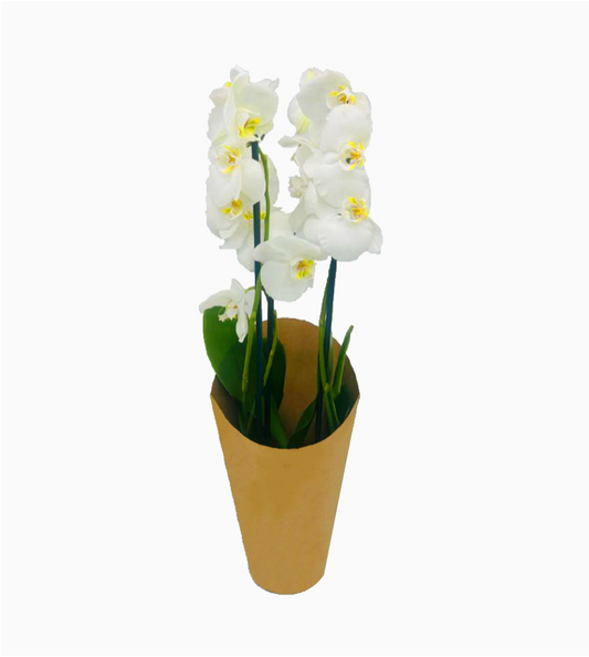 Natural Kraft Orchid Pot Cover Drop-In Sleeve (Pack of 20) (R9.14ea)