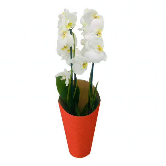 Red Print Kraft Orchid Pot Cover Drop-In Sleeve (Pack of 20) (R10.29ea)