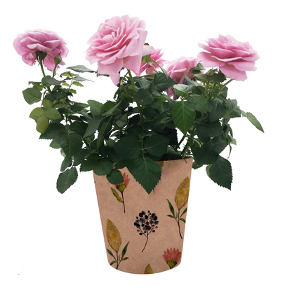 Fynbos Print Kraft Pot Cover For Plants (pack of 20)