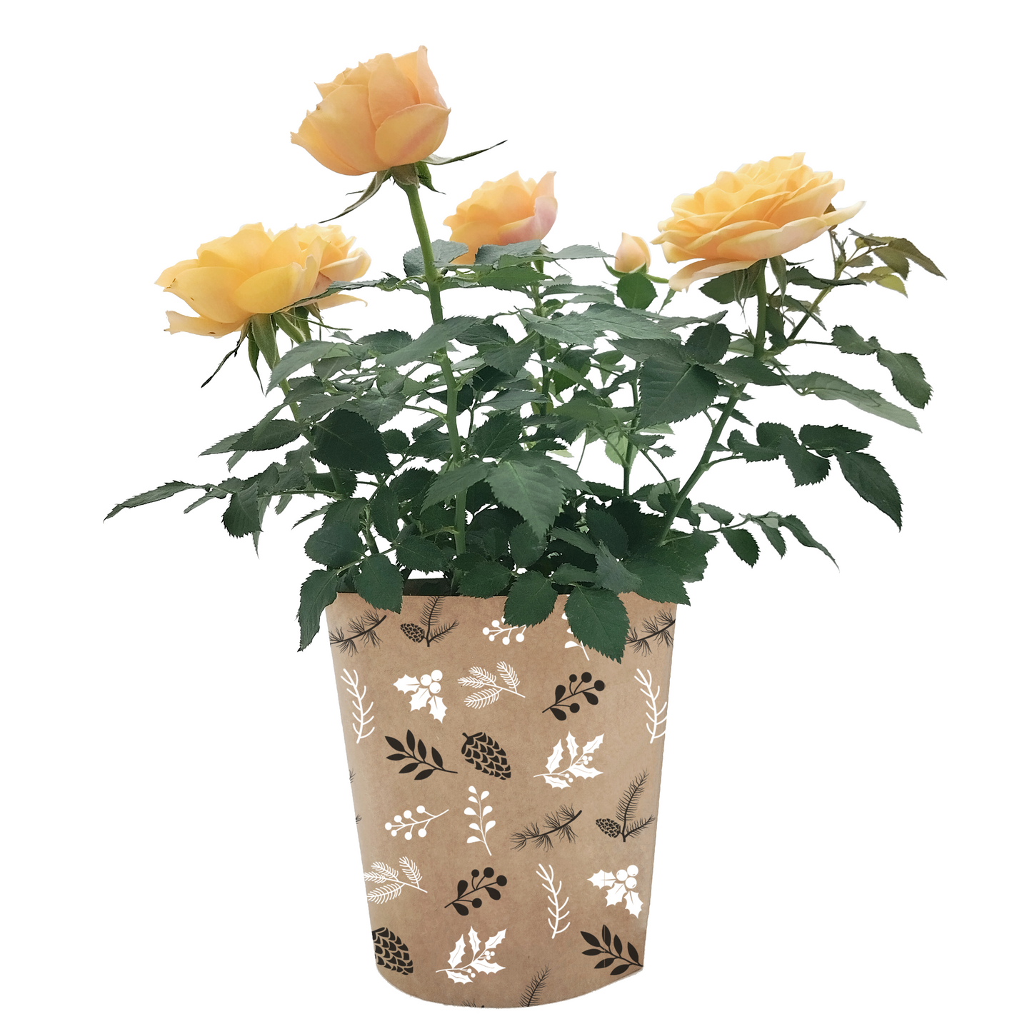 Black & White Pinecone Print Kraft Pot Cover For Plants (pack of 20)